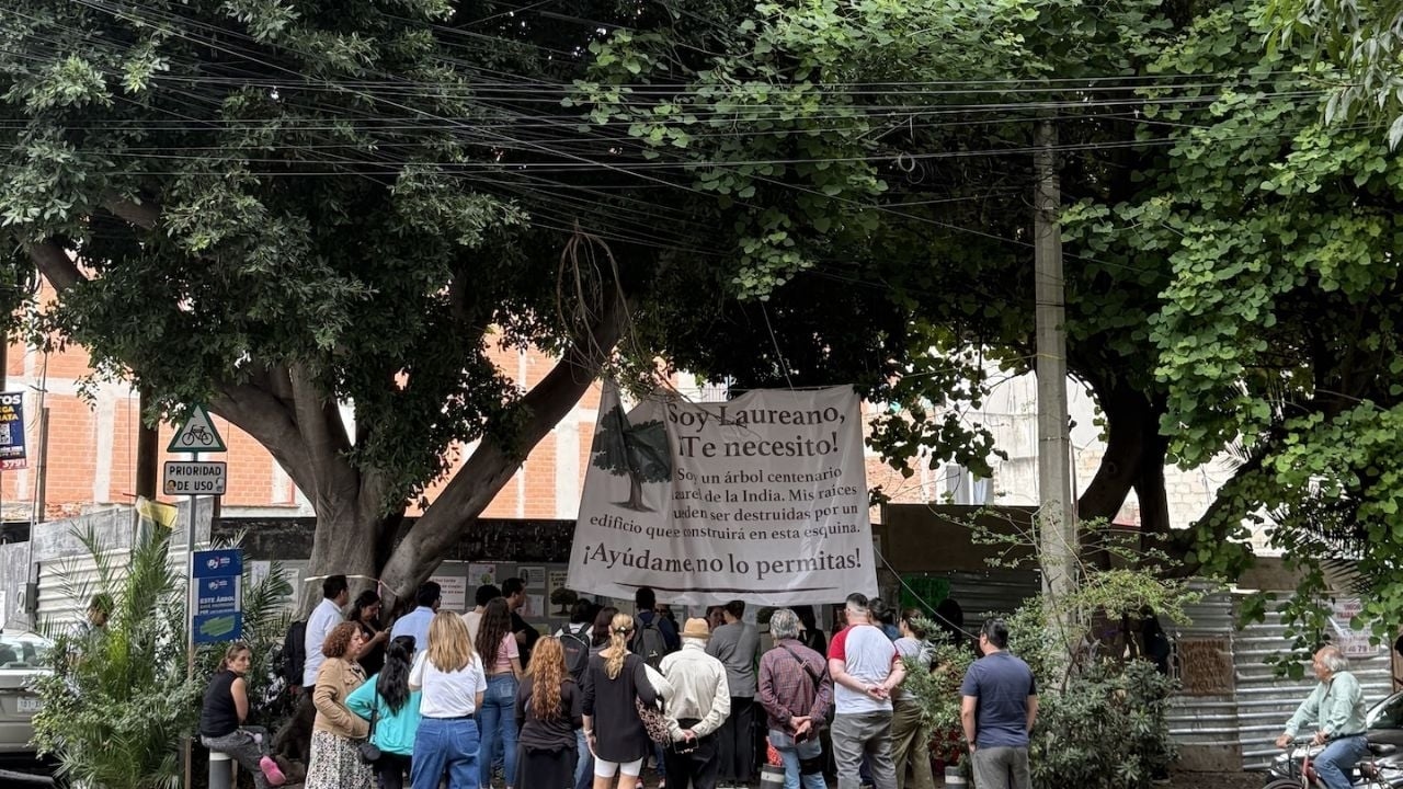 Sospensione provvisoria per impedire l'abbattimento del secolare Laureano