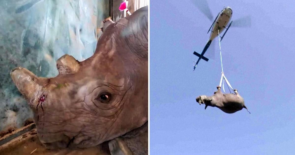 Dizimados por chifres, resgatados por helicóptero: a jornada dos rinocerontes negros rumo a uma nova vida