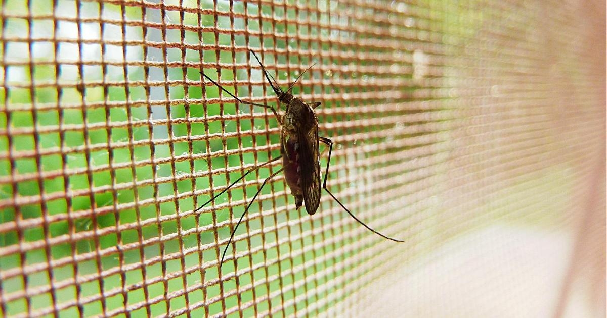Chikungunya virus: the first recombinant vaccine will be available in Italy starting October 30th.