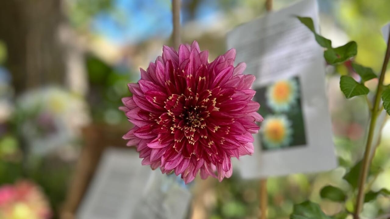 Terme in Fiore, o auge da floricultura italiana, começa em Civitavecchia.