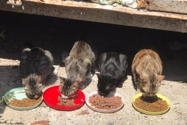 Palermo'daki Via Nairobi'deki kedi kolonisine yönelik bir vandalizm eylemi daha.