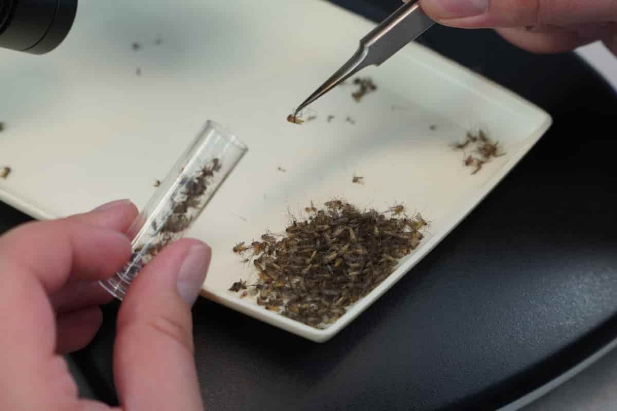 West-Nijlvirus: Italië meldt opnieuw een slachtoffer van een door muggen overgebrachte ziekte. Het eerste geval vond plaats in Veneto.