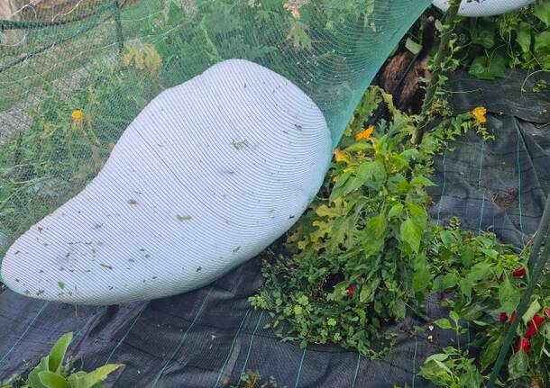 Fotonotizia - Meteo - Un “sacco” di grandine nella notte a Viggiù -  - Varese News