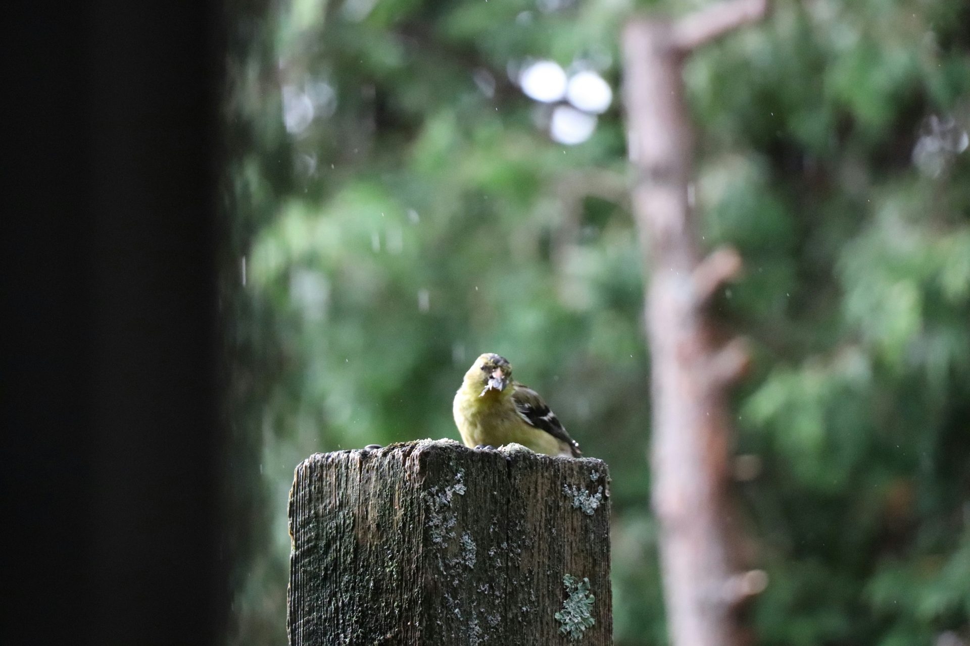 Beschermde vogels in gevaar in Lombardije en Ligurië. Dierenrechtenactivisten maken zich zorgen.