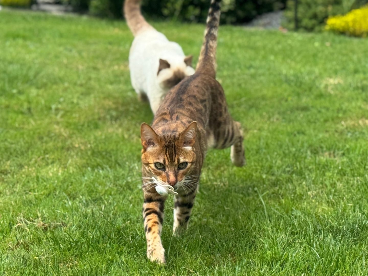 Probabilmente il gatto più strano del Vorarlberg