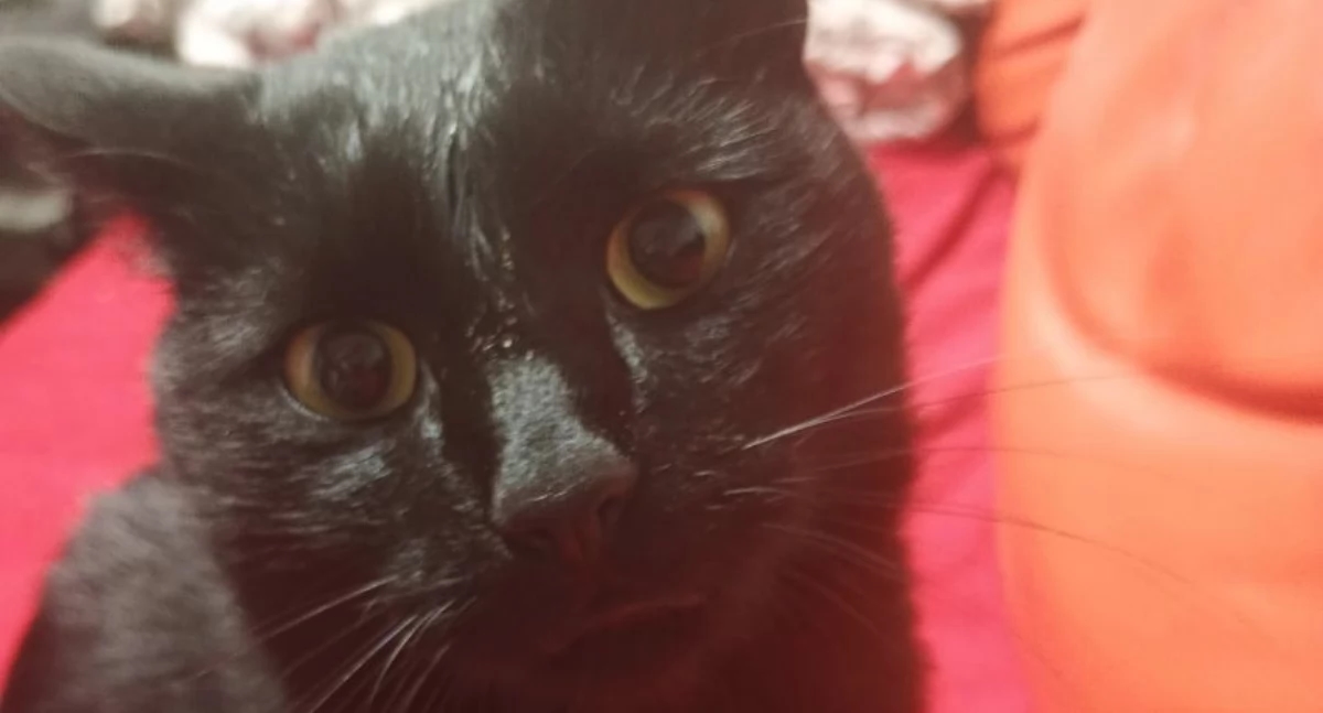 Morador: – Eu queria dar um lar para o gato, mas me recusaram. A comuna justifica a sua decisão