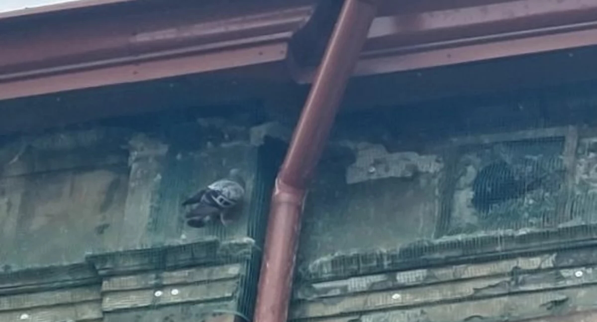 Ze vingen de vogels en beveiligden het huurhuis. De stadswacht en de milieubeschermingsautoriteiten werden ter plaatse geroepen [FOTO'S]