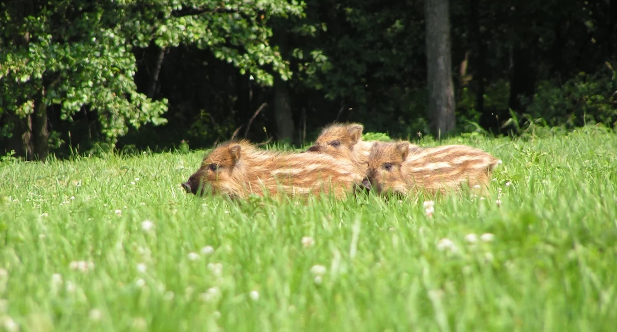 Don't save, don't touch, don't take! Hunters warn: forest baby boom is underway