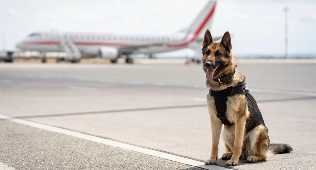 Today is Dog Day. Four-legged officers of the Bieszczady Border Guard Unit are also celebrating [PHOTOS, VIDEO]