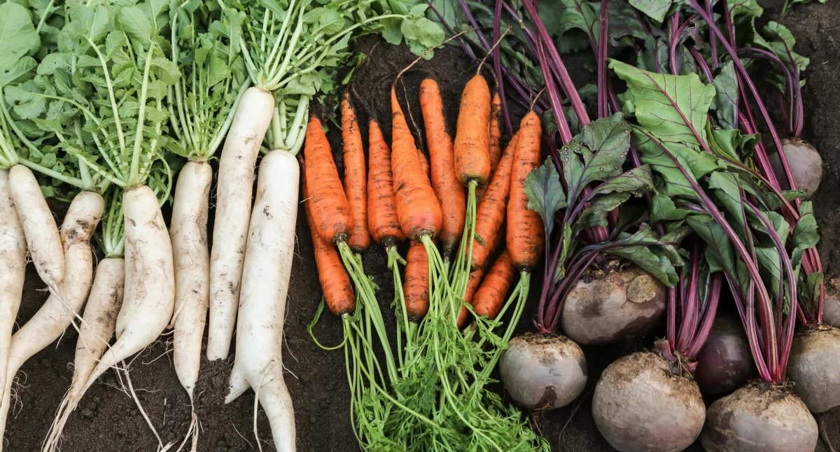 The last vegetable harvest – how to store carrots, parsley, beets?
