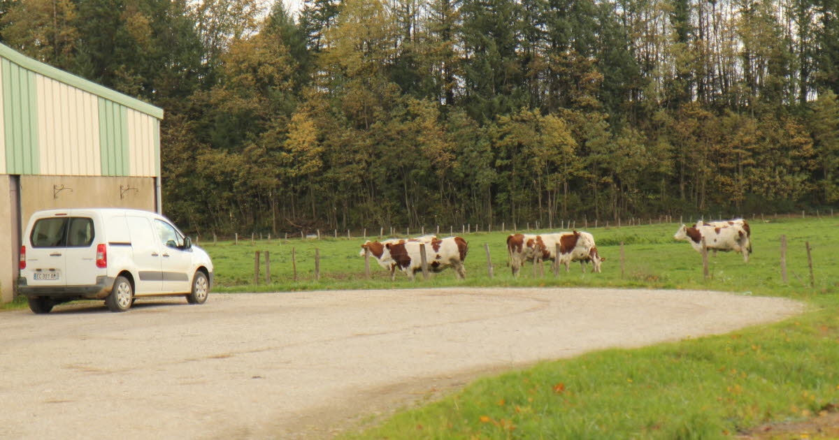 Franche-Comté. Jura'da beşinci dermatoz vakası: Chamblay'da 71 hayvan ötenazi edildi