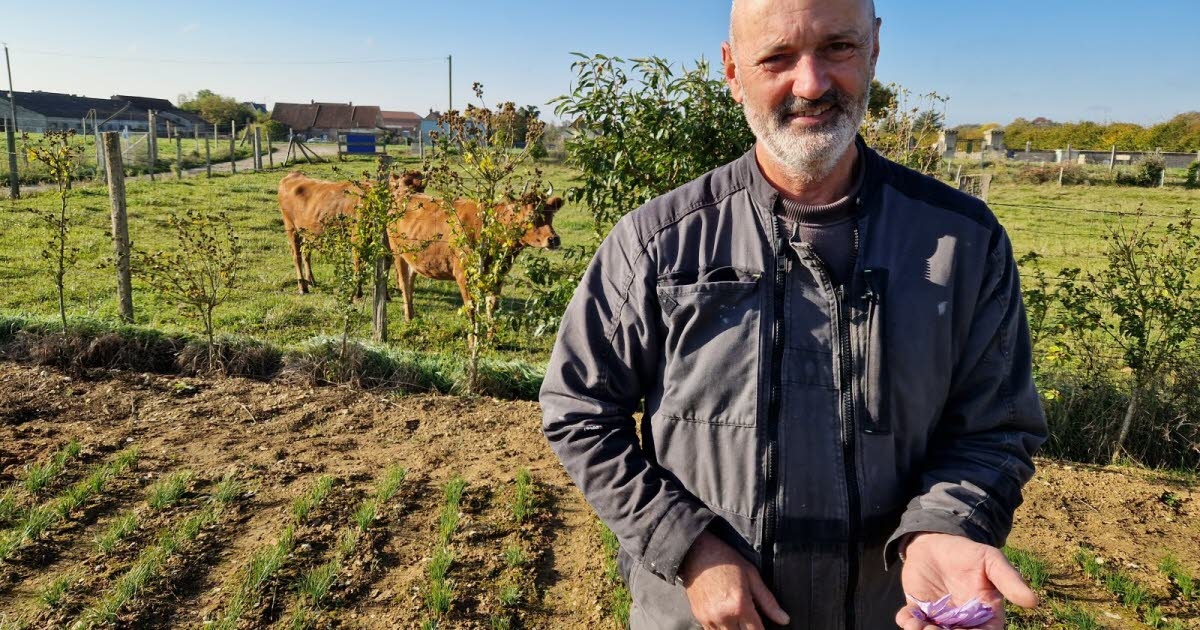 Champdôtre. "Bir gram kurutulmuş safran için 200 çiçek": Kırmızı altın yetiştiriyorlar
