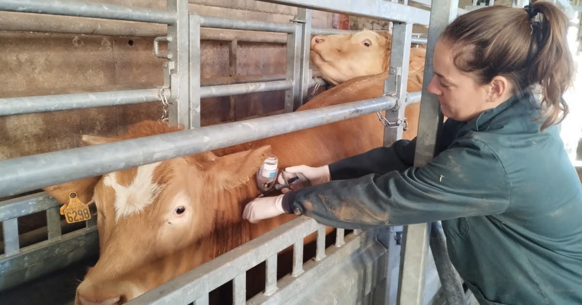 Côte-d'Or. Sığırlarda yumrulu deri hastalığı: Çiftliklerde aşılama zamanı