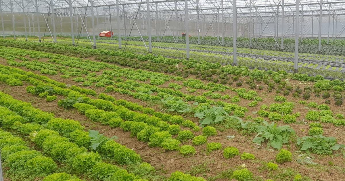 Royaumeix. De nouvelles serres installées à la ferme Romé