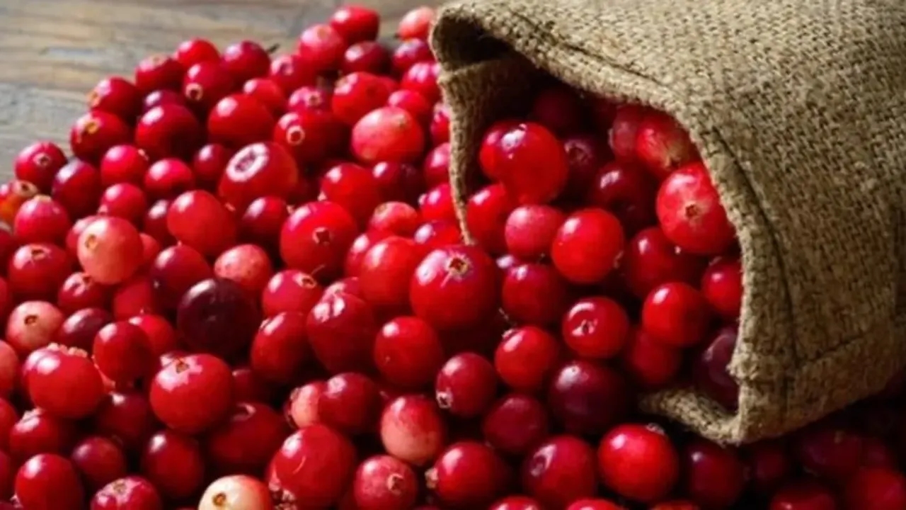 Quienes lo vieron quedaron atónitos: Imágenes impactantes de la cosecha de arándanos