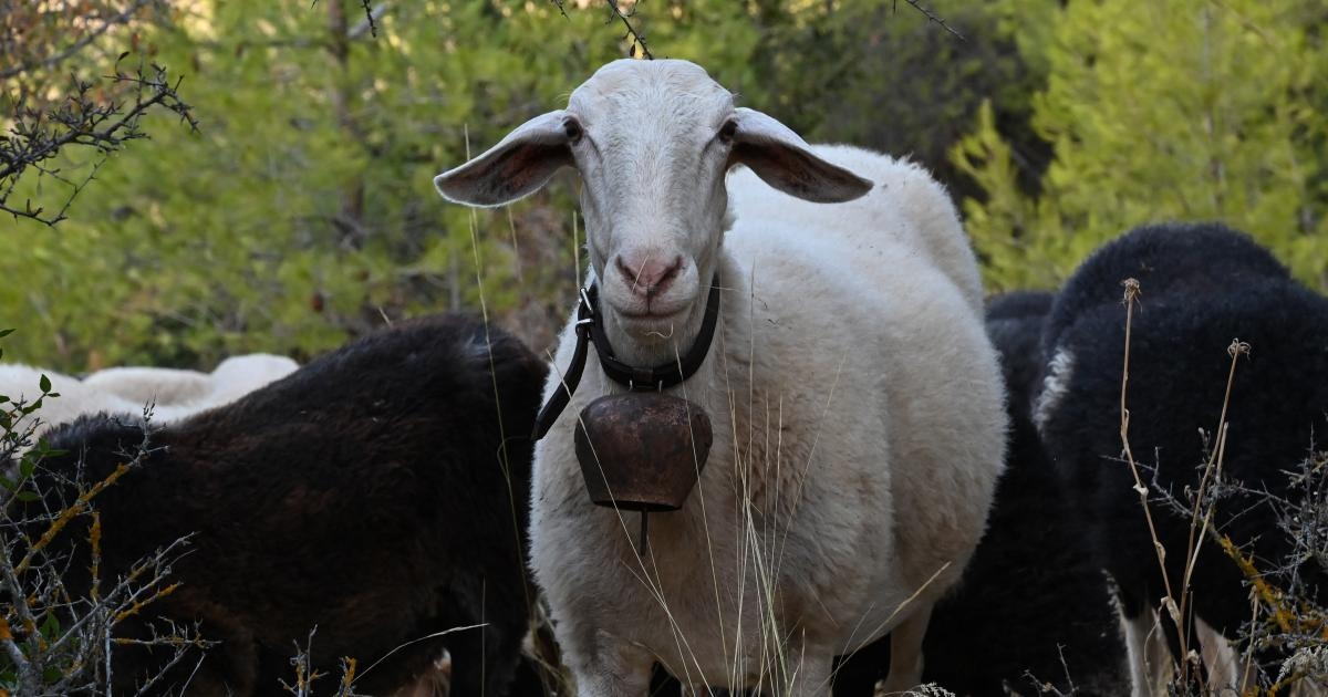 El brote de viruela ovina amenaza la producción de queso feta