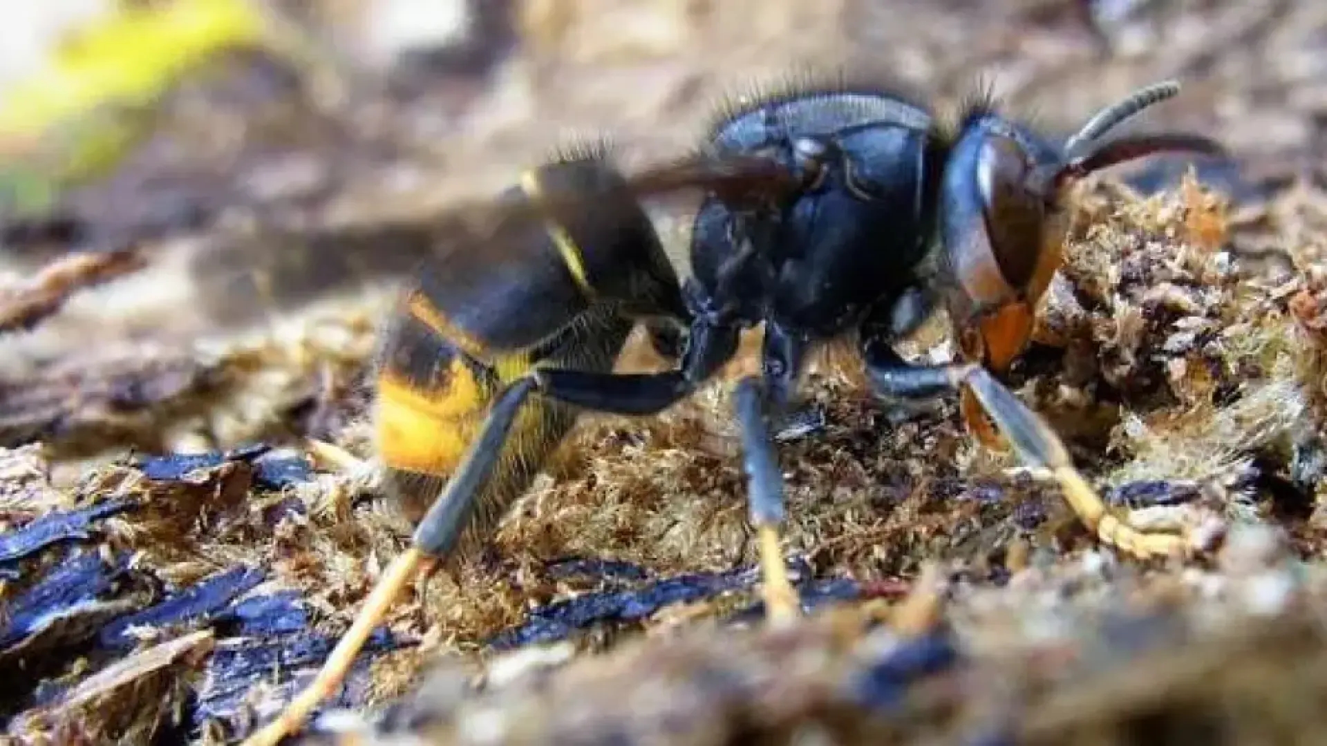 Ошибка, которую не следует совершать, если вас ужалил азиатский шершень, поскольку это может ухудшить ситуацию.