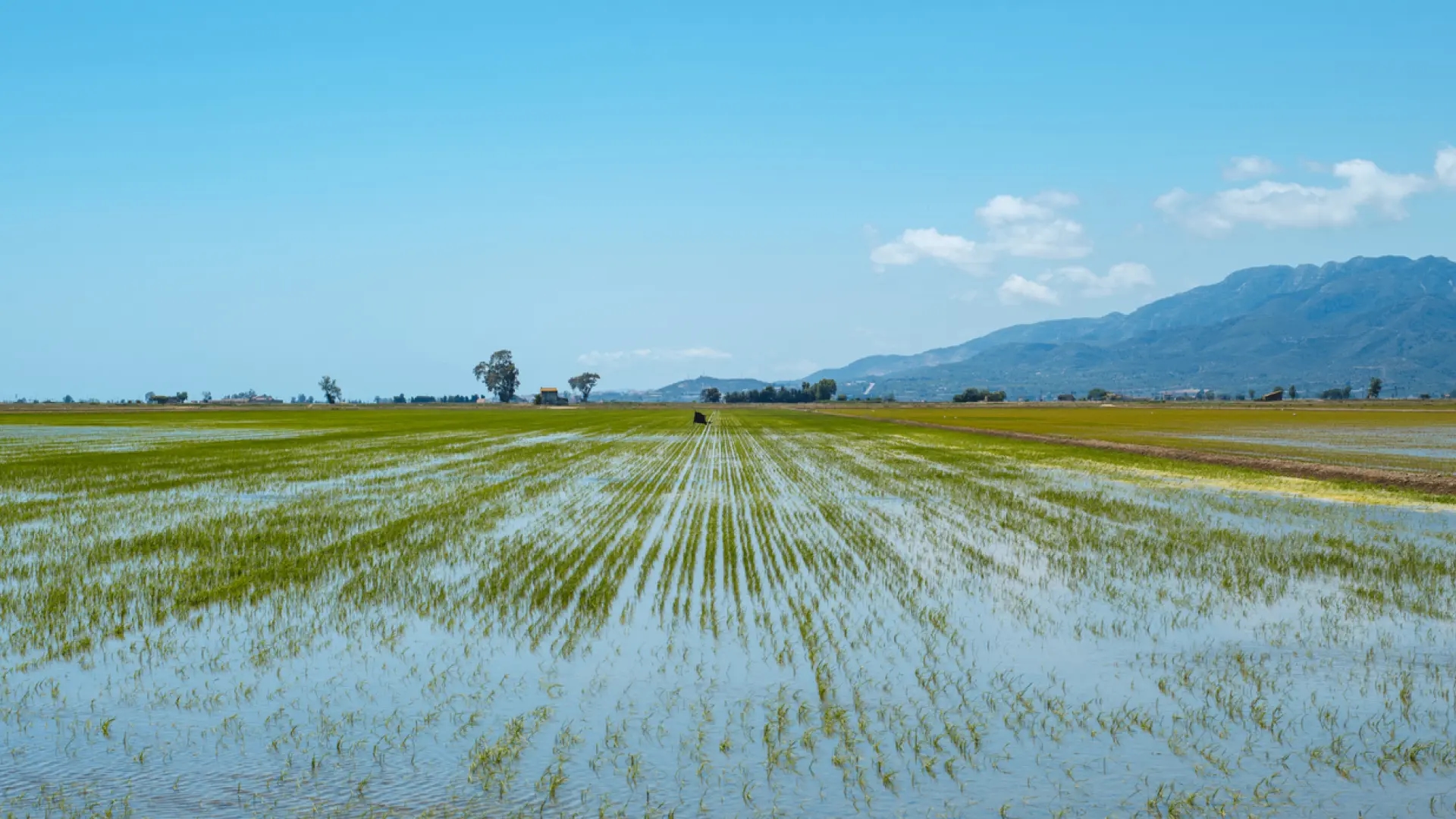 From rice paddies to vineyards: landscapes full of flavor in the Ebro Delta