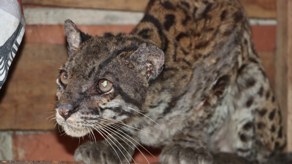 На дороге в Уиле спасли истощенного и дезориентированного тигренка: по-видимому, его держали в неволе, а затем бросили.