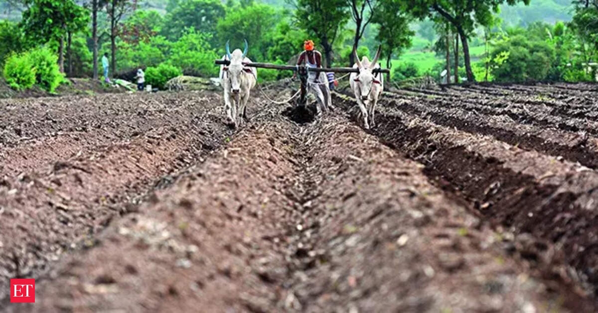 Aumento das tarifas sobre ervilhas por incentivos políticos pode impulsionar o plantio de leguminosas na safra de inverno.