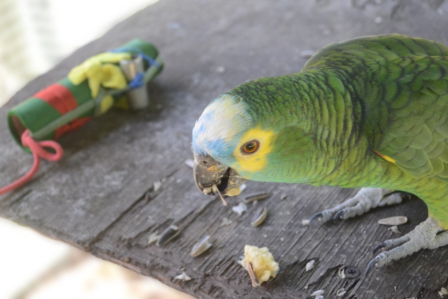 Desde las aves hasta los mamíferos, las dietas generalistas son clave para la supervivencia de las especies.