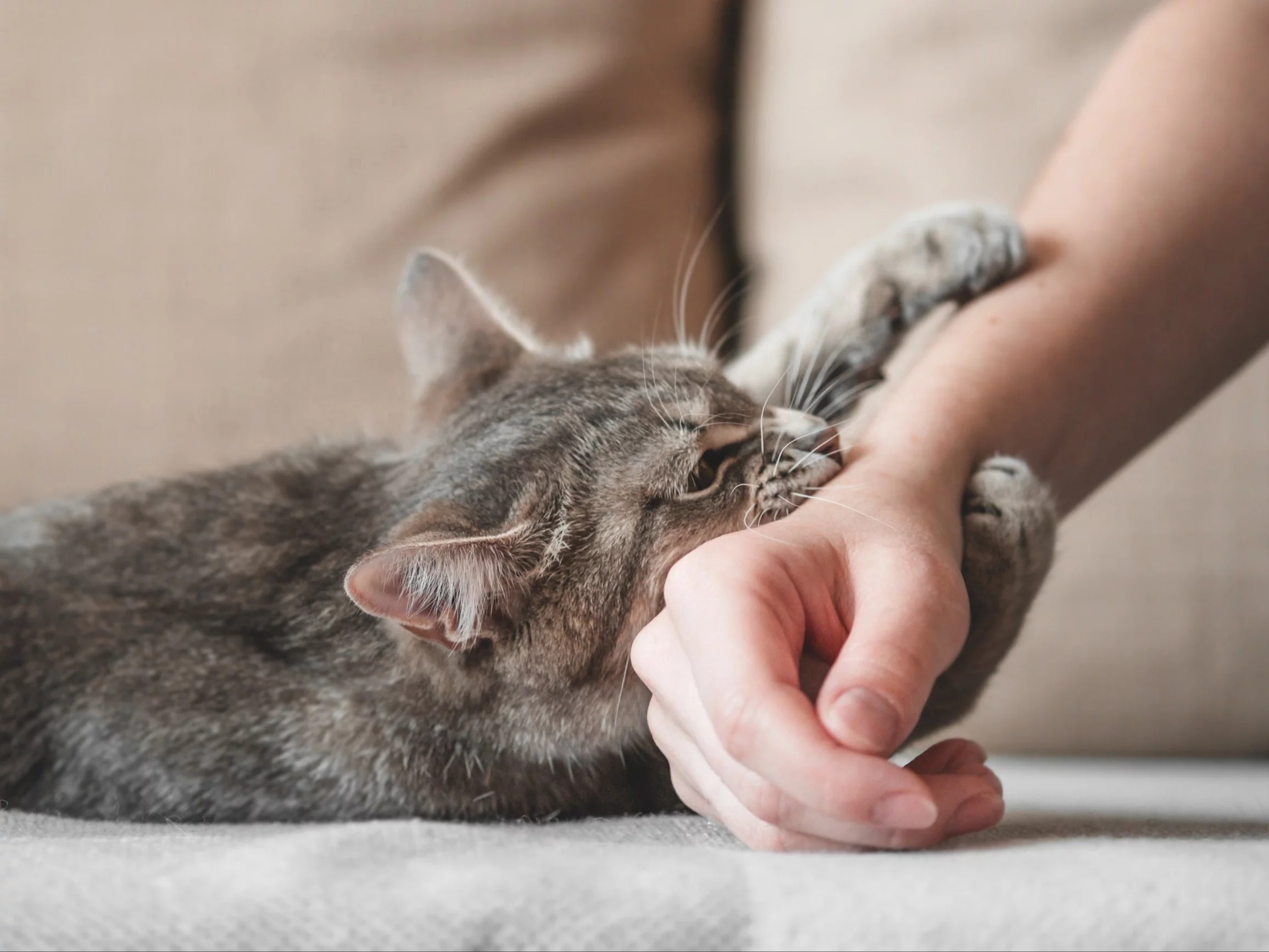 These cat myths have been debunked by science. Find out if you still believe them.