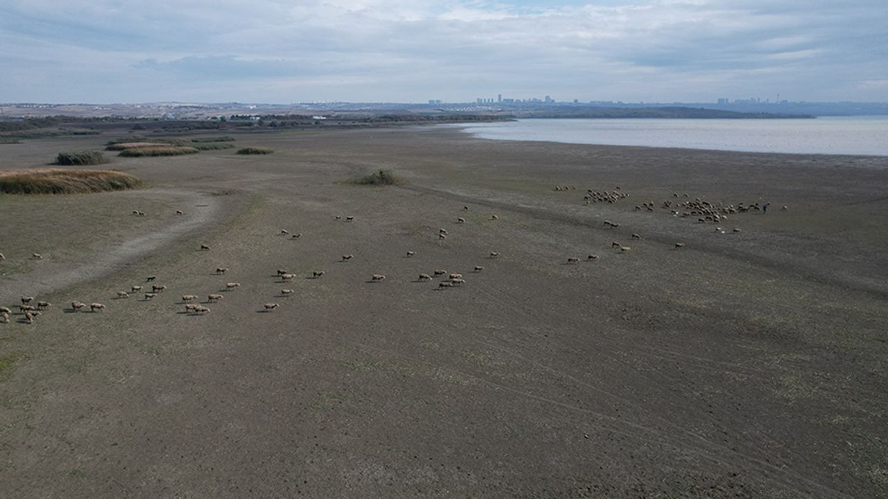 A large part of the lake in Büyükçekmece has dried up, and sheep have started grazing.