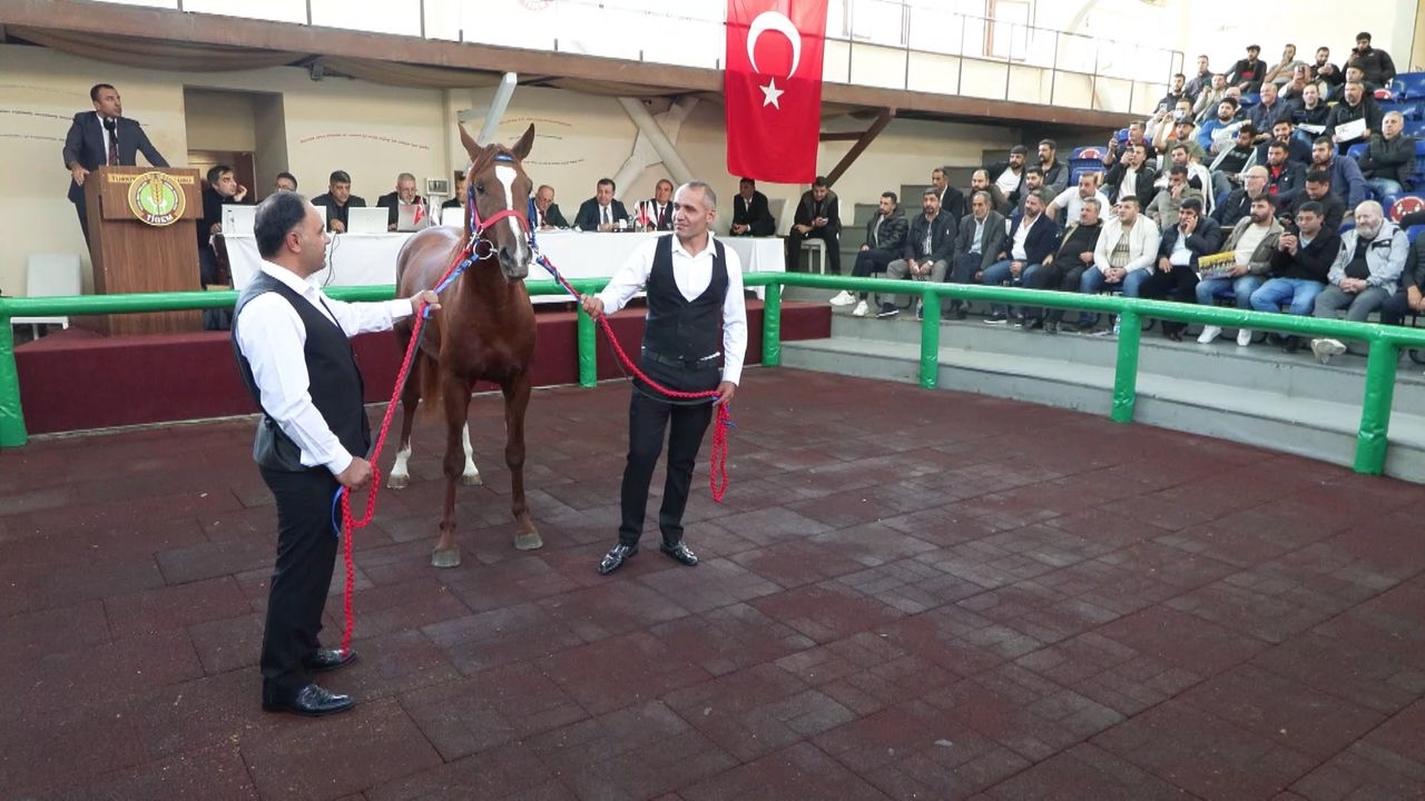 Elite horses were sold at auction for a total of 54 million 200 thousand lira.