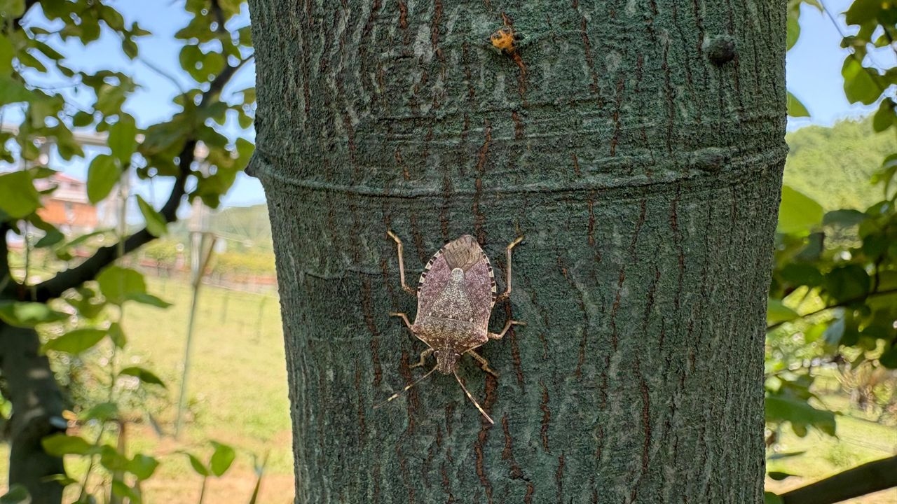 La lucha contra la "cobardía marrón" en Estambul