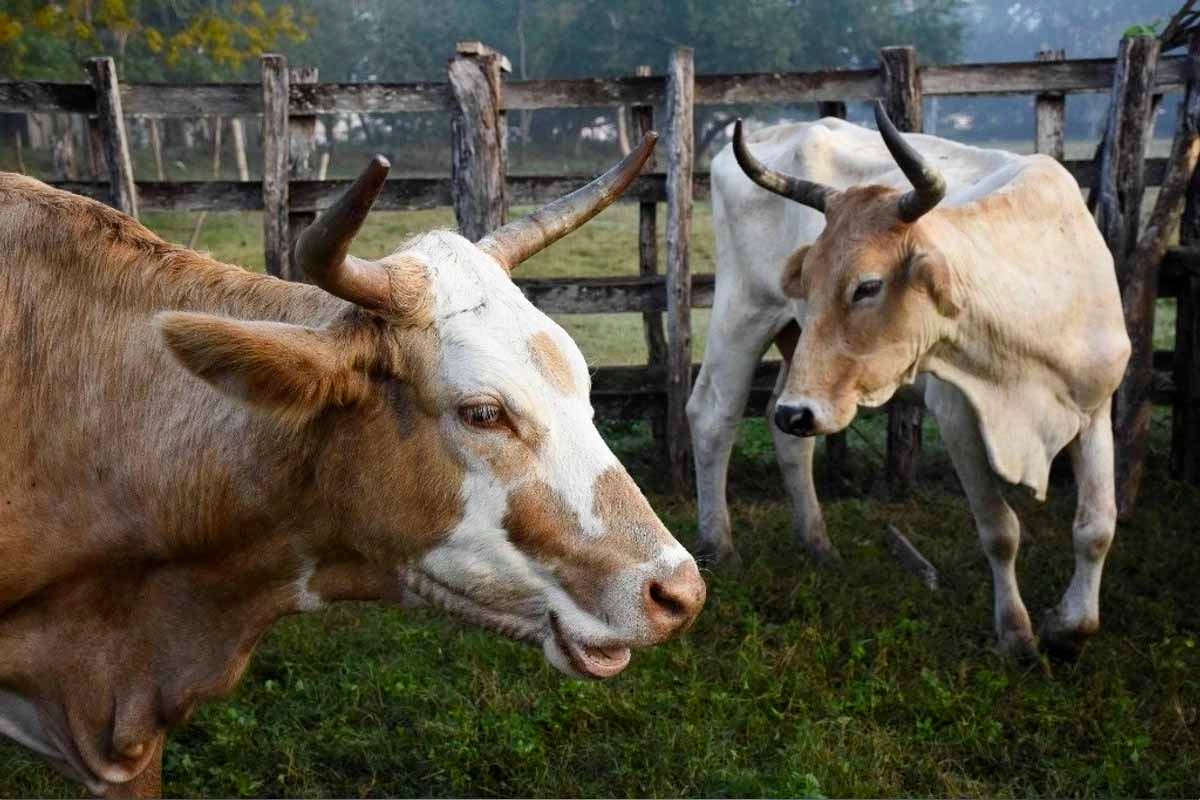 Sin acuerdo aún: sigue cerrada la frontera ganadera entre México y EE.UU.