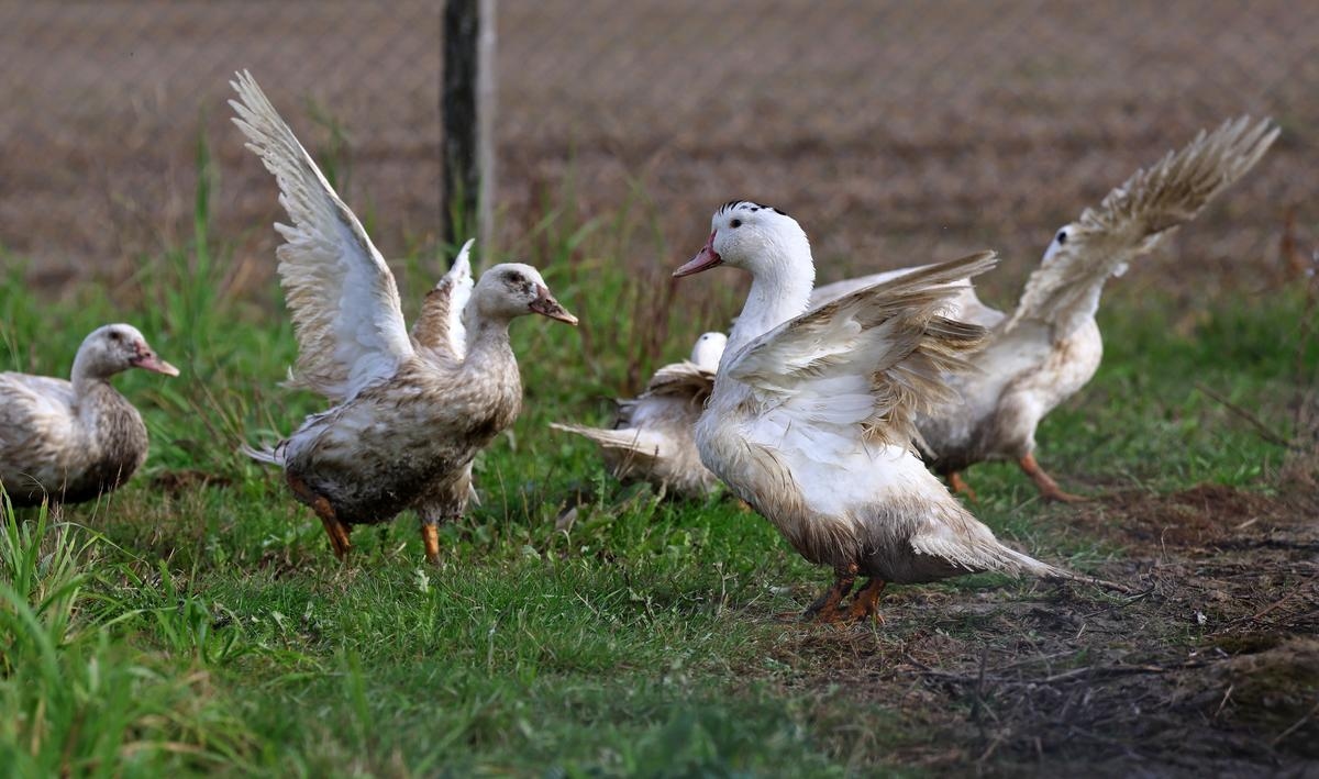 Grippe aviaire : deux nouveaux foyers détectés dans des élevages de canards en Vendée