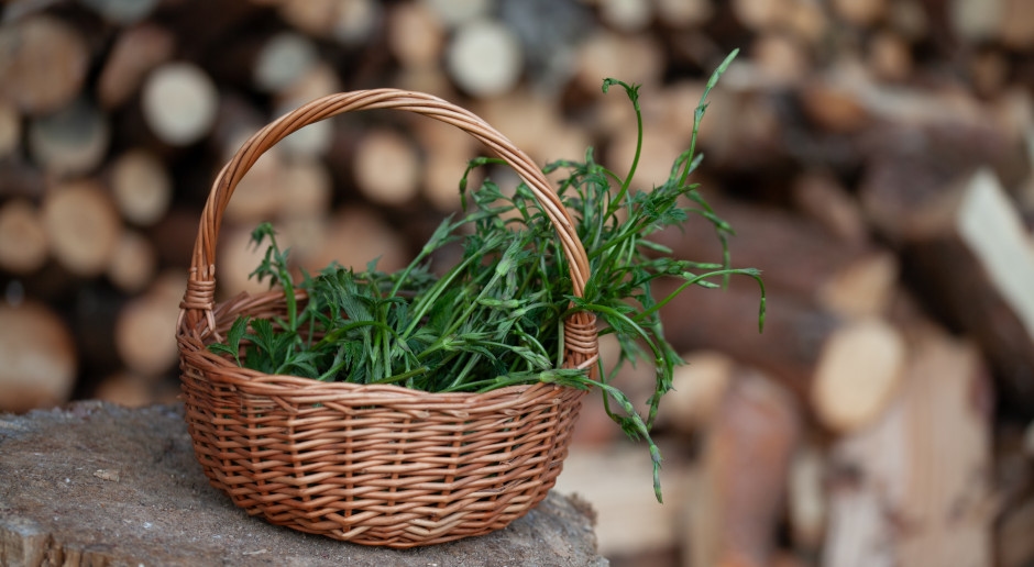 Una mala hierba en Polonia, un manjar en Alemania. La planta más cara del mundo.