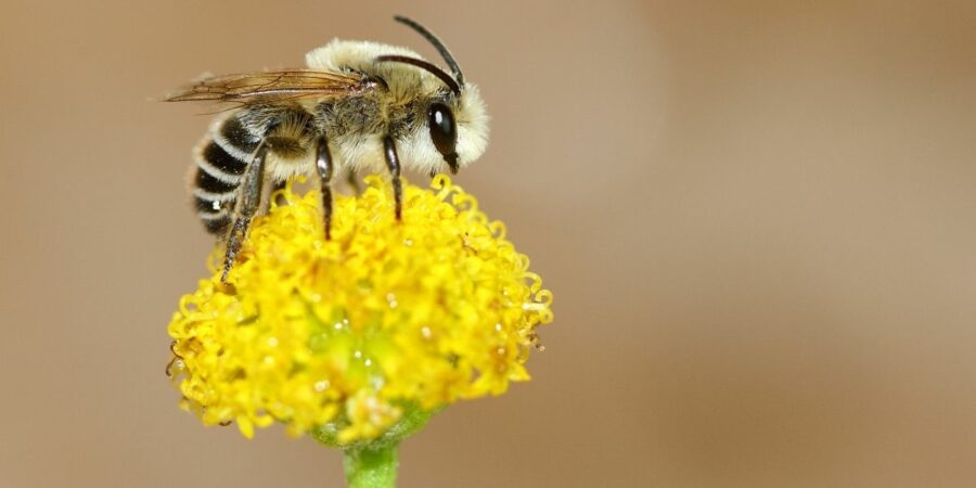University of Coimbra launches “Portugal Pollinator Guide”