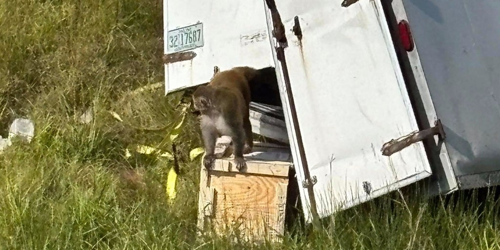 Several "potentially dangerous" laboratory monkeys escape after a truck accident in Mississippi