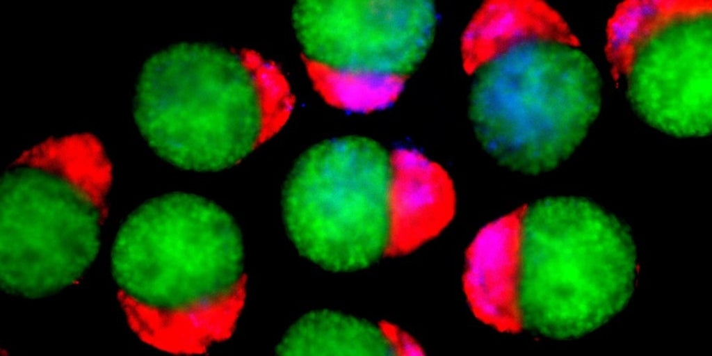 Sie stellen embryoähnliche Strukturen her, die Blutzellen produzieren