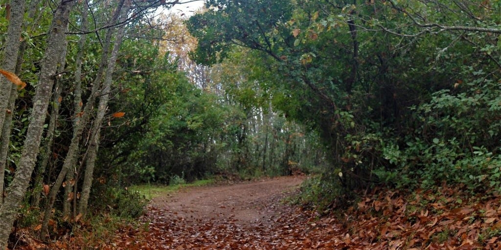 Surnommé « le village des champignons », c'est un véritable joyau en automne : il se situe à une heure de Séville.