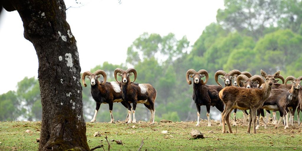 El pequeño 'safari' de Andalucía que puedes hacer en tren por 10 euros