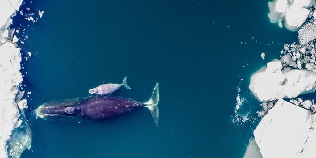 Self-repairing DNA is the secret to the longevity of bowhead whales, which live for 200 years.