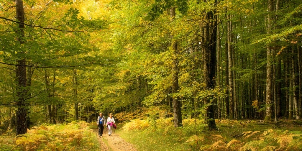 Onde desfrutar das melhores florestas da Espanha neste outono