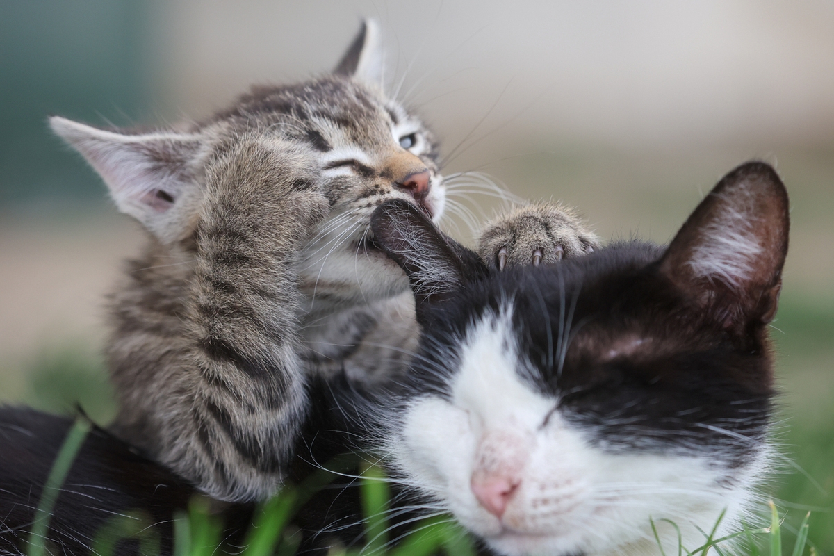 Un uomo progetta di pagare il mantenimento ai suoi gatti dopo aver divorziato dalla moglie con cui è stato sposato per 10 anni.