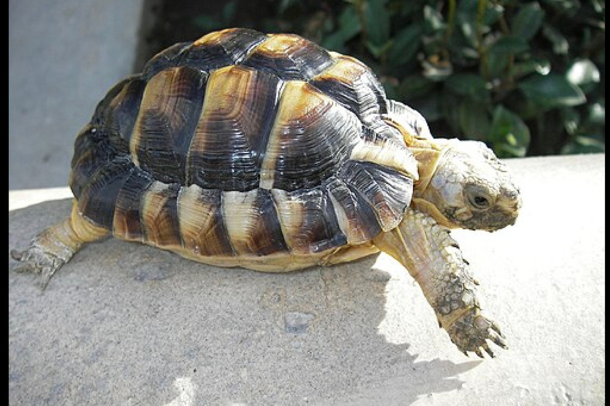 As menores tartarugas do mundo foram roubadas do zoológico.