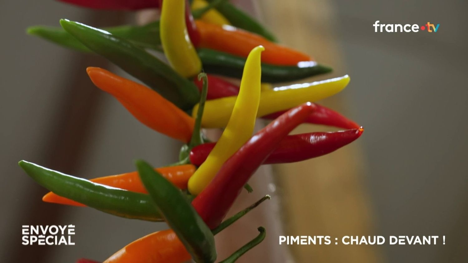 ВИДЕО. Перец чили: острая штука!