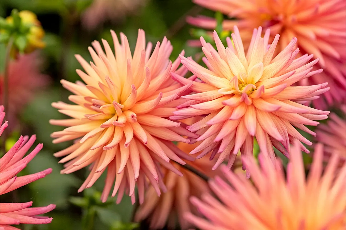 Help your dahlias overwinter: this is how they survive the frost