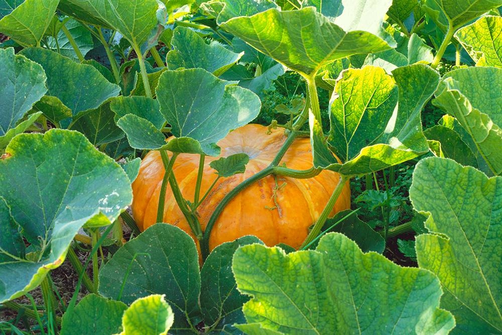 Is your pumpkin ripe yet? Tips for harvesting, storing, and more
