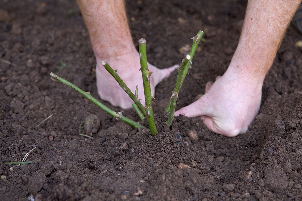 Как посадить розу с открытой корневой системой