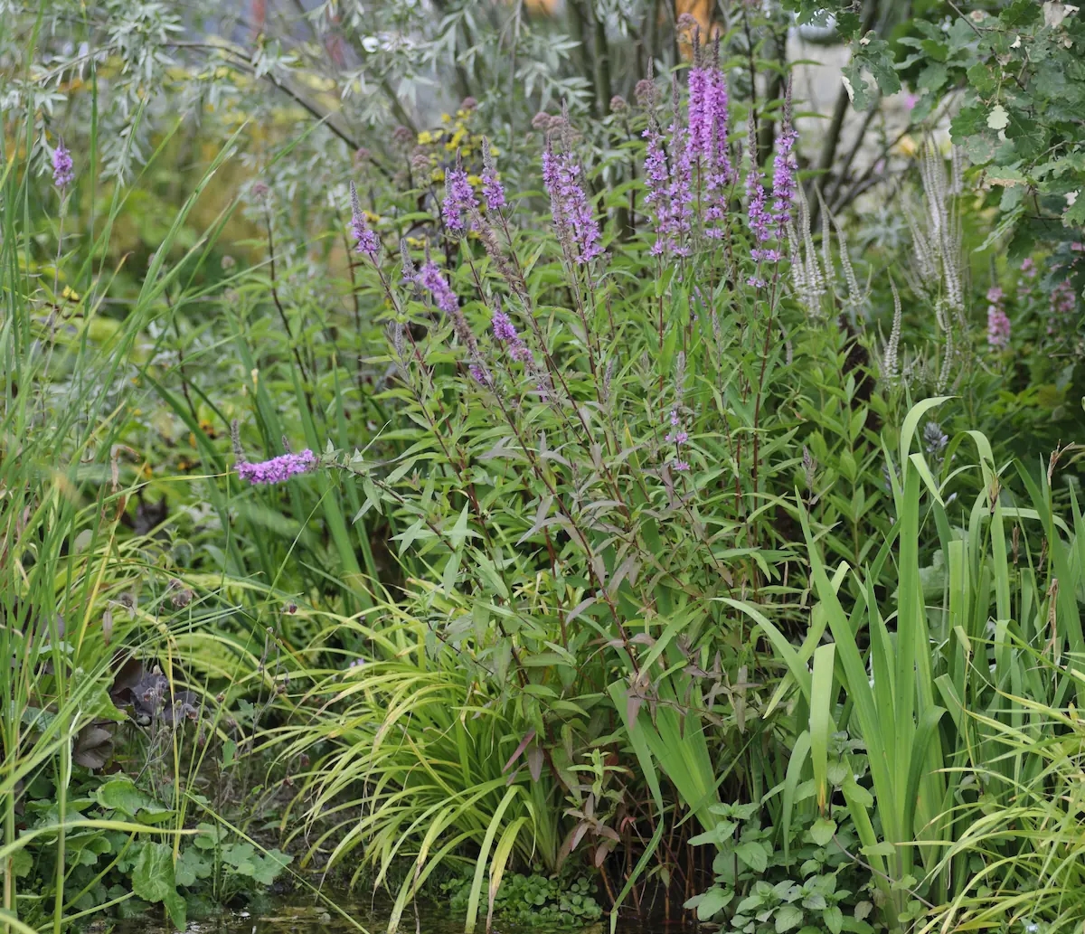 İşte 7 ucuz (ve güzel) bahçe bitkisi