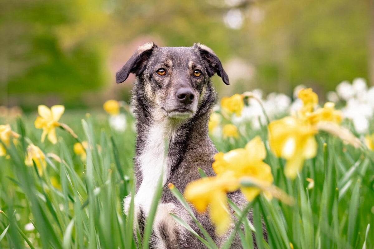 Seu cachorro corre risco se essas plantas estiverem no seu jardim.