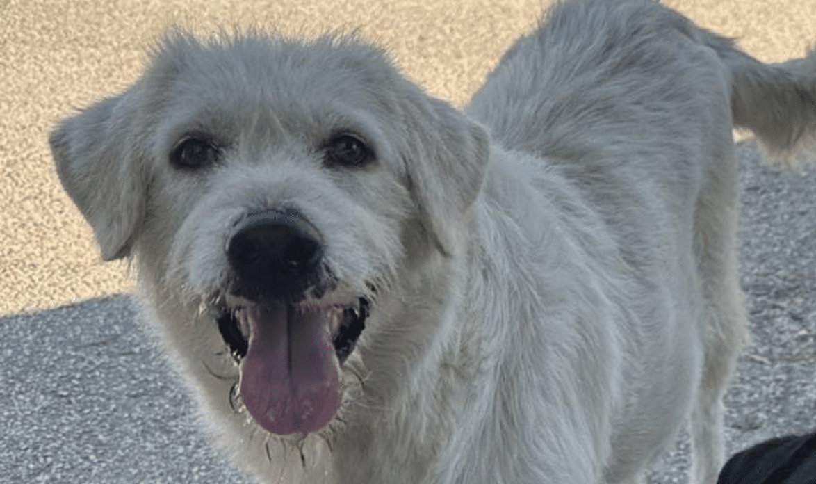 Foggia, Neve the dog disappeared after being spayed: "We want the truth, someone to take responsibility."