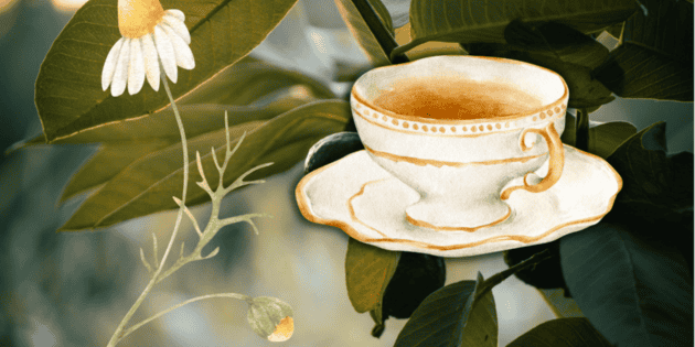 Welche Vorteile bietet der Genuss von Guavenblättertee mit Kamille?