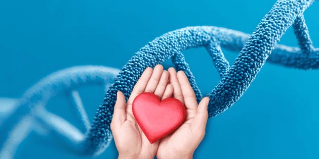 A ciência revela como o coração pode ser reparado após um ataque cardíaco.